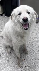 Shelter Stray Male Dog last seen Near BLOCK GRATIOT AVE, DETROIT MI 48213, 7401 Chrysler Dr, Detroit, MI 48211, USA