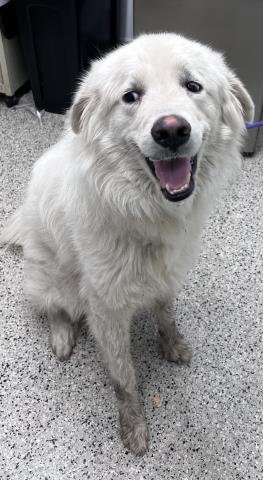 Shelter Stray Male Dog last seen Near BLOCK GRATIOT AVE, DETROIT MI 48213, 7401 Chrysler Dr, Detroit, MI 48211, USA