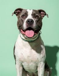 Shelter Stray Male Dog last seen W BEAVER ST, 2020 Forest St, Jacksonville, FL 32204, USA