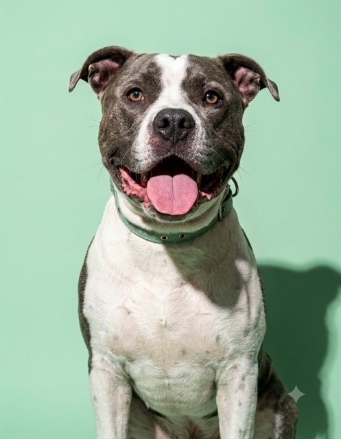 Shelter Stray Male Dog last seen W BEAVER ST, 2020 Forest St, Jacksonville, FL 32204, USA