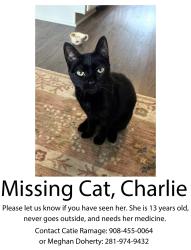 Reunited Female Cat last seen E. Church Street, Frederick, MD 21701