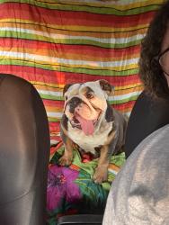 Found/Stray Female Dog last seen Terrace and brookhollow , DeSoto, TX 75115