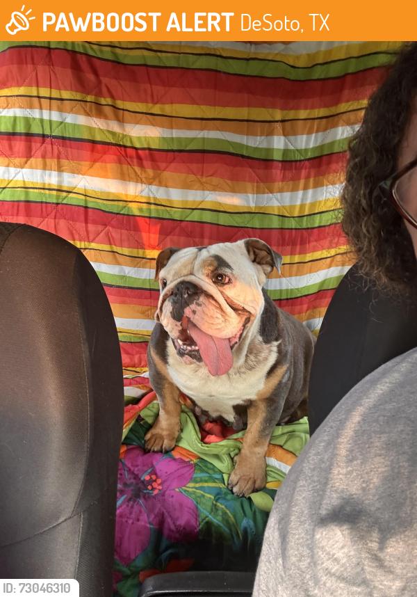 Found/Stray Female Dog last seen Terrace and brookhollow , DeSoto, TX 75115
