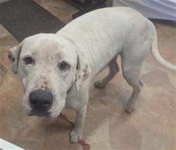 Shelter Stray Female Dog last seen TYTY RD & GOPHER RD ASTOR, 12280 County Rd 448, Tavares, FL 32778, USA