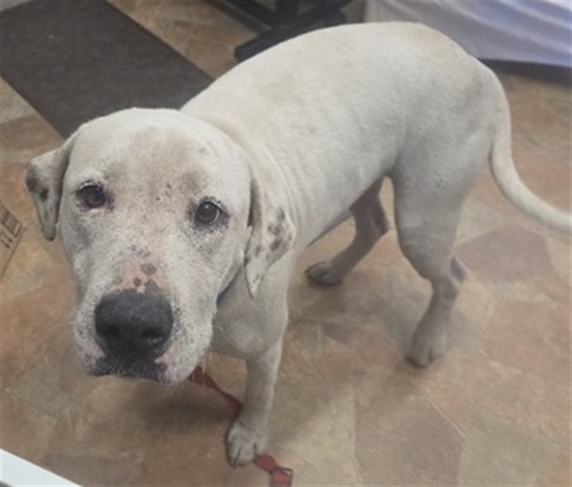 Shelter Stray Female Dog last seen TYTY RD & GOPHER RD ASTOR, 12280 County Rd 448, Tavares, FL 32778, USA