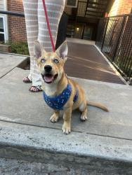 Found/Stray Male Dog last seen Plantations at Haywood, Greenville, SC 29607