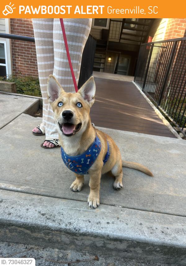 Found/Stray Male Dog last seen Plantations at Haywood, Greenville, SC 29607