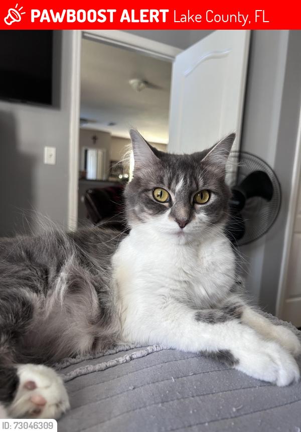 Lost Female Cat last seen Millstream and 33, Lake County, FL 34736