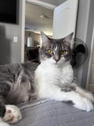 Lost Female Cat last seen Millstream and 33, Lake County, FL 34736