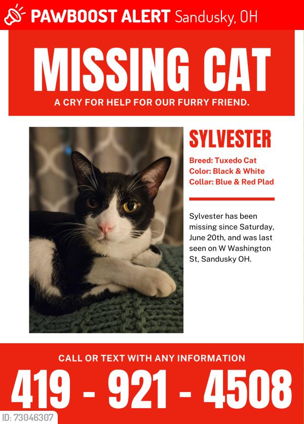 Lost Male Cat last seen GLO skin studio, Sandusky, OH 44870