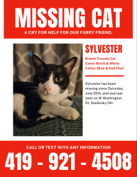 Lost Male Cat last seen GLO skin studio, Sandusky, OH 44870