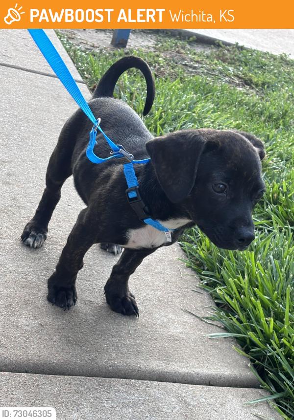 Found/Stray Male Dog last seen Near Dover st, Wichita, KS 67216