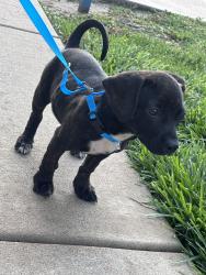 Found/Stray Male Dog last seen Near Dover st, Wichita, KS 67216