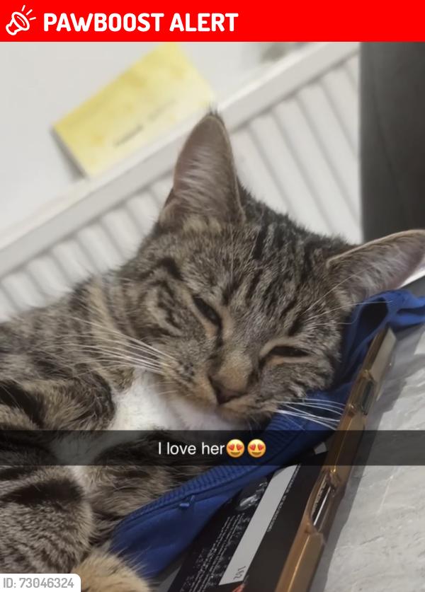 Lost Female Cat last seen Lodge avenue, Junction road, main road Romford, , Greater London, England RM2