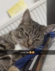 Lost Female Cat last seen Lodge avenue, Junction road, main road Romford, , Greater London, England RM2