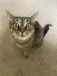 Lost Female Cat last seen Dorr and Reynolds by Inverness Country Club, Toledo, OH 43615