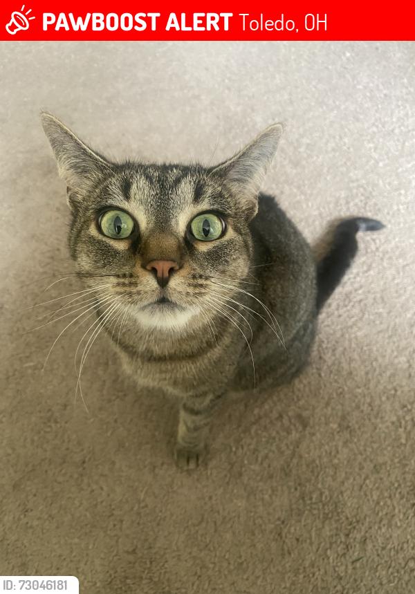 Lost Female Cat last seen Dorr and Reynolds by Inverness Country Club, Toledo, OH 43615