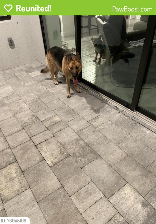 Reunited Female Dog last seen Joe stonis park , Cape Coral, FL 33991