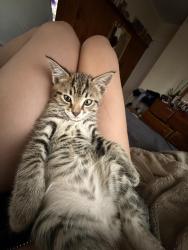Lost Male Cat last seen Near Lightfoot St, Culpeper, VA 22701