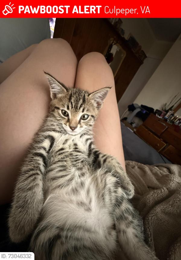 Lost Male Cat last seen Near Lightfoot St, Culpeper, VA 22701