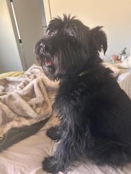 Lost Male Dog last seen Ada, Horseshoe Bend, ID 83629