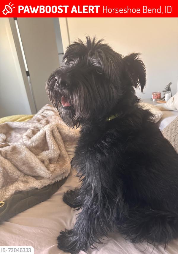 Lost Male Dog last seen Ada, Horseshoe Bend, ID 83629