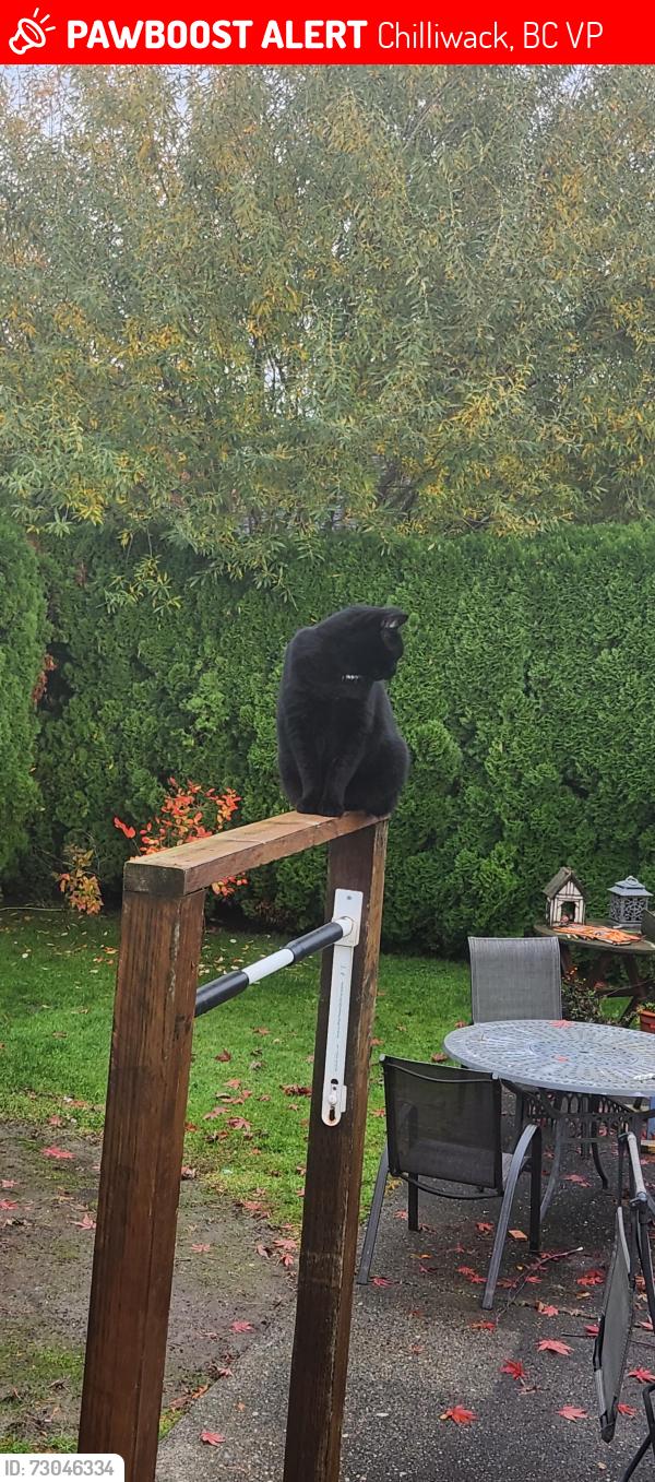 Lost Male Cat last seen near the hope river slough, Chilliwack, BC V2P