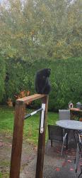 Lost Male Cat last seen near the hope river slough, Chilliwack, BC V2P