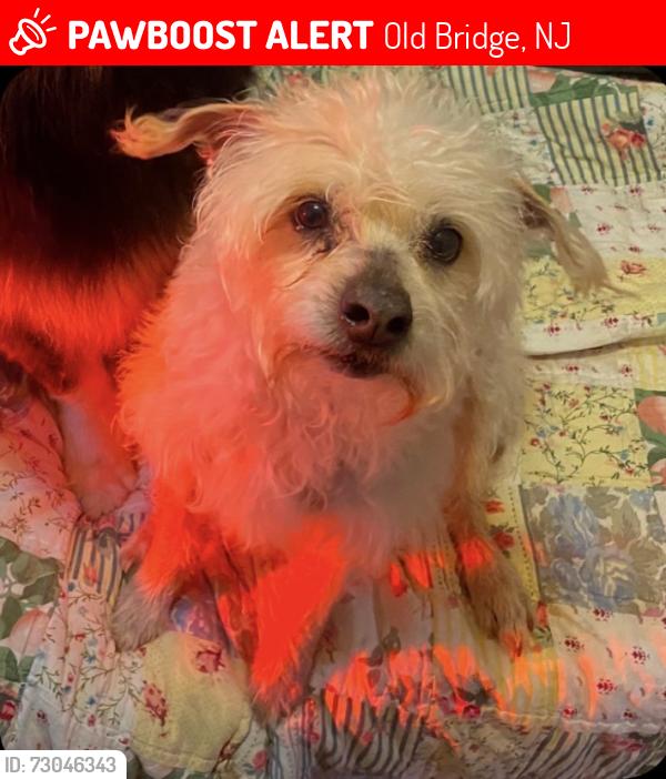 Lost Male Dog last seen Near lil’ acres rescue animal farm, Old Bridge, NJ 08857