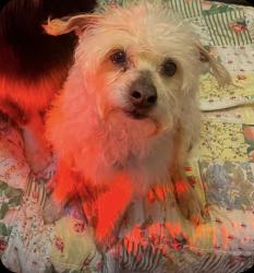 Lost Male Dog last seen Near lil’ acres rescue animal farm, Old Bridge, NJ 08857