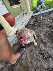 Reunited Female Dog last seen Near E 5th Ave, Hialeah, FL 33013, USA, Hialeah, FL 33013