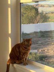 Lost Male Cat last seen US 6, Spanish Fork, UT 84660