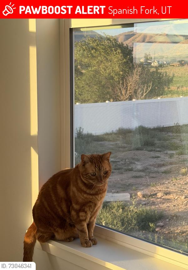 Lost Male Cat last seen US 6, Spanish Fork, UT 84660