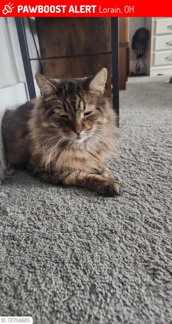 Lost Male Cat last seen Near Leavitt Rd, Lorain, OH 44052