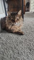 Lost Male Cat last seen Near Leavitt Rd, Lorain, OH 44052
