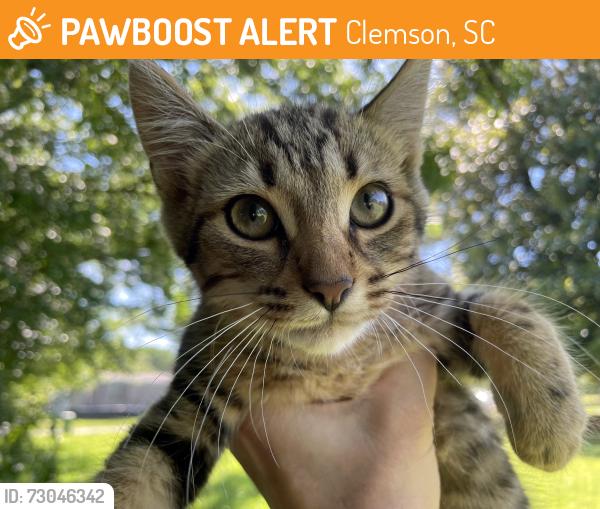 Found/Stray Male Cat last seen Thomas Green Blvd near Kite Hill Brewery in Patrick Square, Clemson, Clemson, SC 29631
