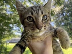 Found/Stray Male Cat last seen Thomas Green Blvd near Kite Hill Brewery in Patrick Square, Clemson, Clemson, SC 29631