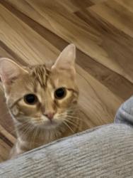 Lost Female Cat last seen Trays Valley High School, Ashville, OH 43103