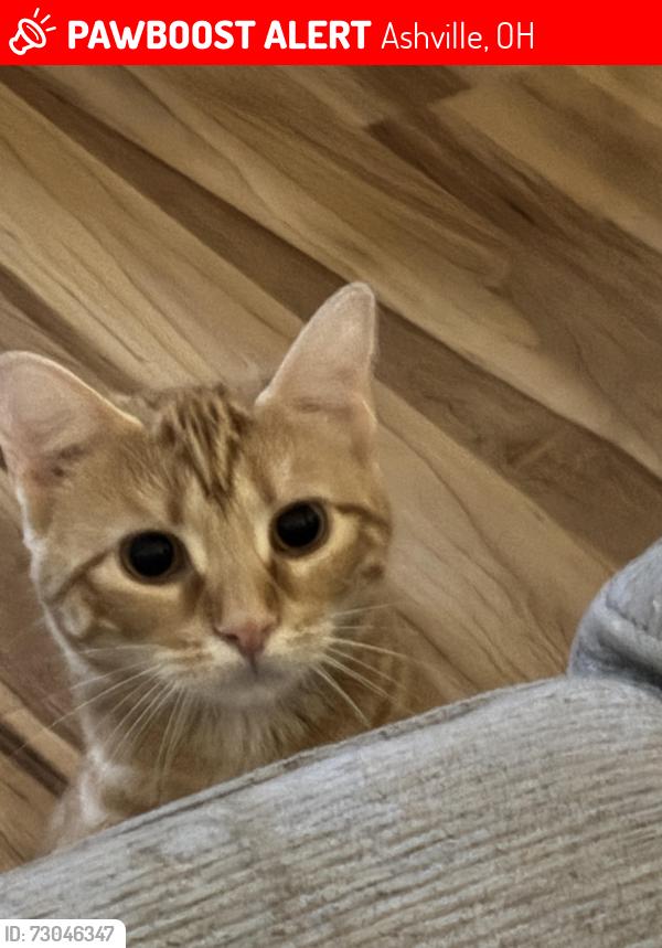 Lost Female Cat last seen Trays Valley High School, Ashville, OH 43103