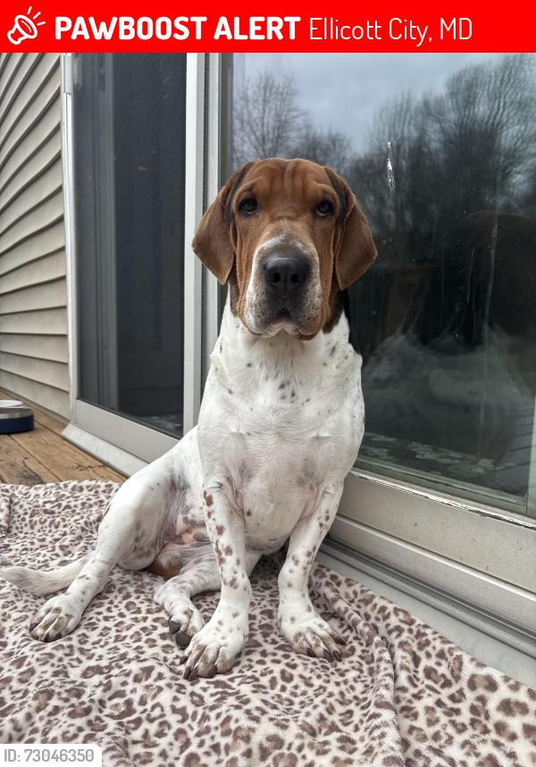 Lost Female Dog last seen Oak west drive Ellicott city, Ellicott City, MD 21043