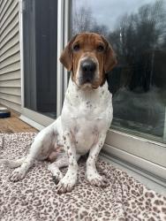 Lost Female Dog last seen Oak west drive Ellicott city, Ellicott City, MD 21043