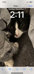 Lost Male Cat last seen Clarendon, Canton, OH 44708