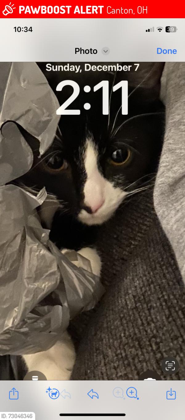 Lost Male Cat last seen Clarendon, Canton, OH 44708