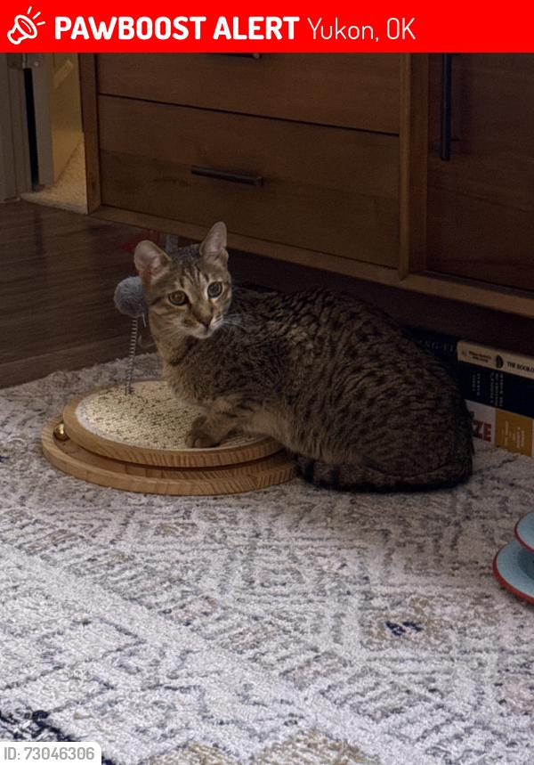Lost Male Cat last seen Mustang Road & Hefner in Surrey Hills, Yukon, OK 73099