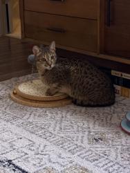 Lost Male Cat last seen Mustang Road & Hefner in Surrey Hills, Yukon, OK 73099