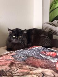 Lost Female Cat last seen Near Blairsferry rd ne, Cedar Rapids, IA 52402