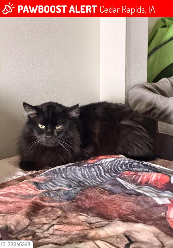 Lost Female Cat last seen Near Blairsferry rd ne, Cedar Rapids, IA 52402