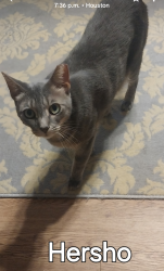 Reunited Male Cat last seen Home depot, Houston, TX 77014