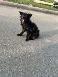Shelter Stray Male Dog last seen Near Lazy Crest Dr, South District, TX, 355 Hillshire Dr, Haslet, TX 76052, USA