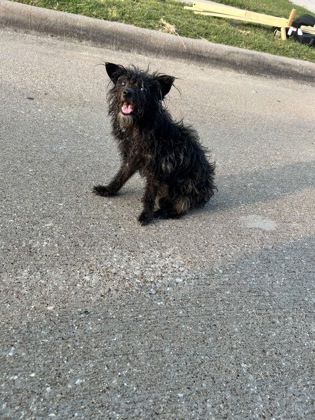 Shelter Stray Female Dog last seen Near Lazy Crest Dr, South District, TX, 355 Hillshire Dr, Haslet, TX 76052, USA